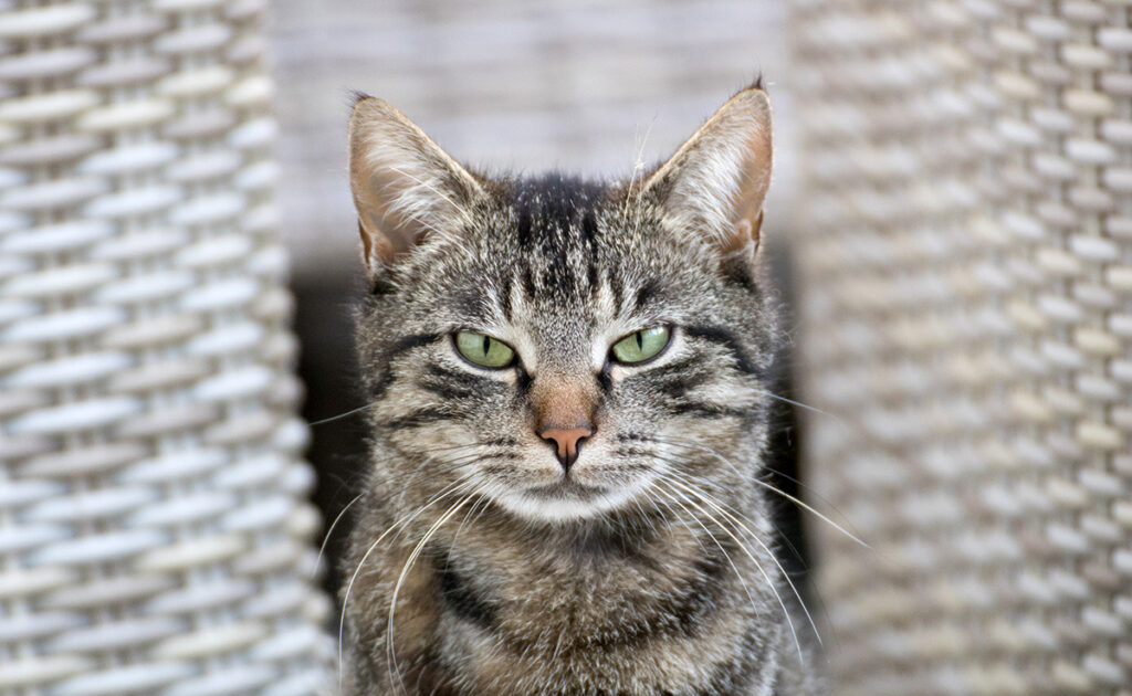 Mon chat déteste monter sur mes genoux : pourquoi ?