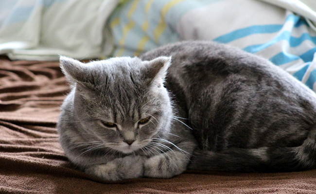 Nourrir un chat difficile : comment gérer les caprices alimentaires du chat ?