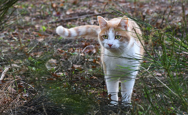 Mon chat disparait pendant plusieurs jours : pourquoi ? Que fait-il ?