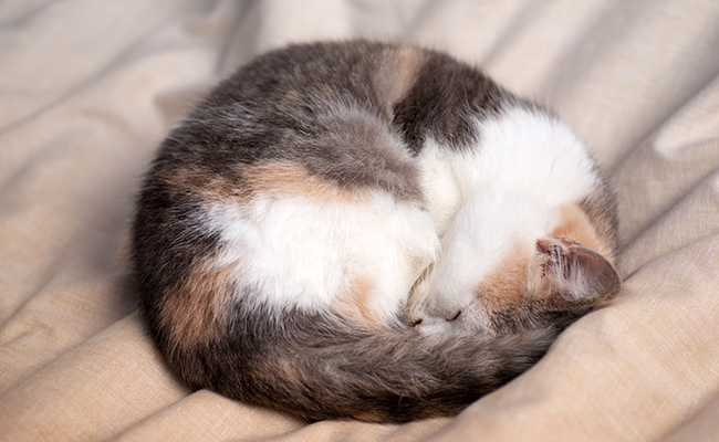 Pourquoi le chat dort-t-il en boule ? Quelles significations ?