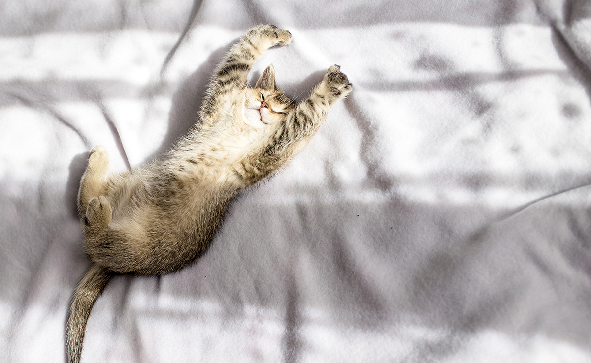 Pourquoi mon chat dort-il couché sur le dos ?