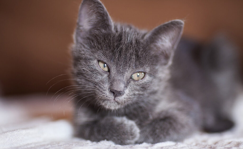 Le chat ressent-il la douleur ?