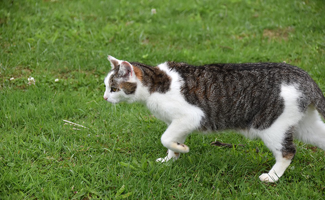 Un chat peut-il être droitier ou gaucher ?