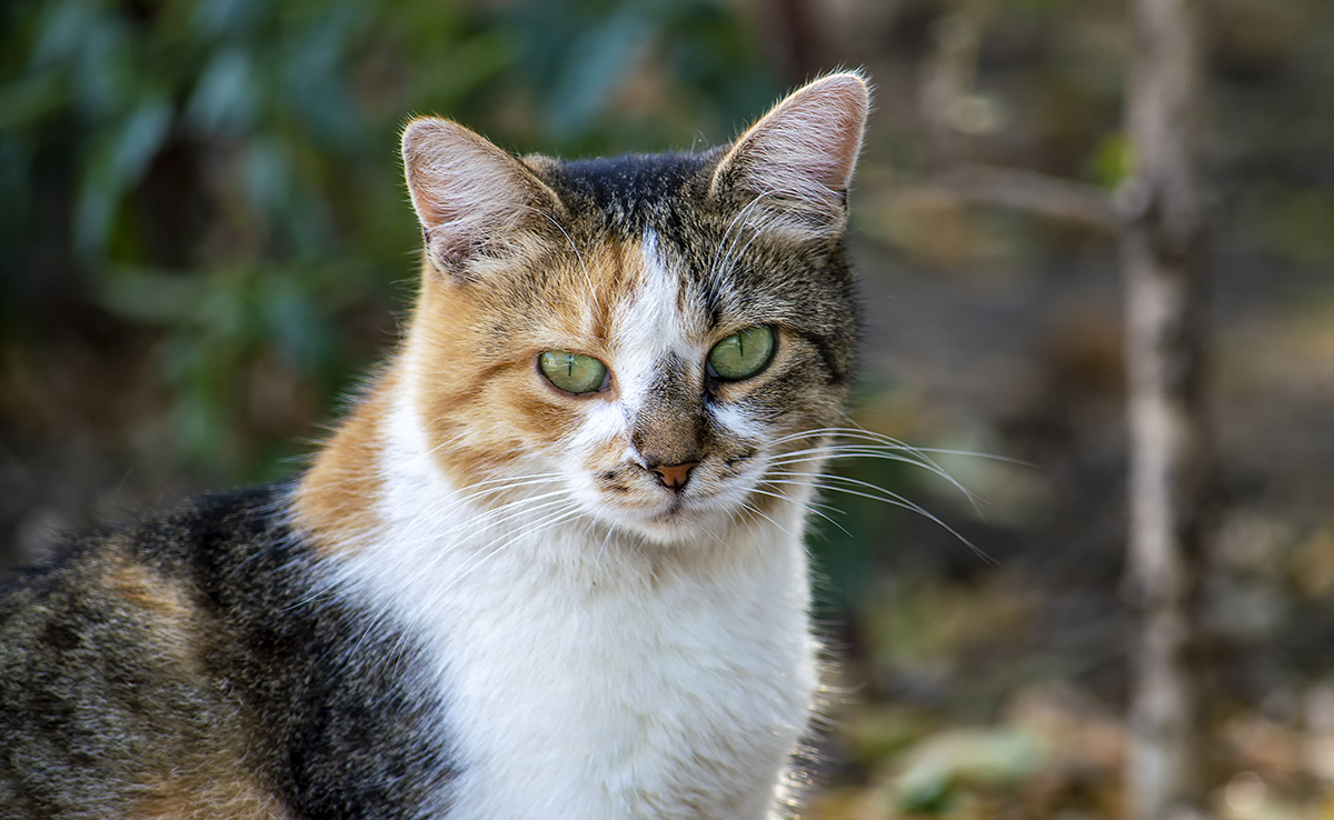 Le chat écaille de tortue est-il toujours femelle ?