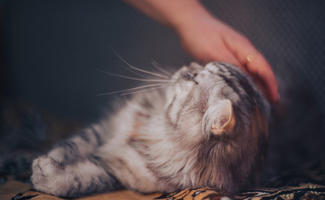 Le chat ressent-il des émotions ?