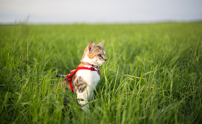 Promener son chat en laisse : conseils et bonnes pratiques