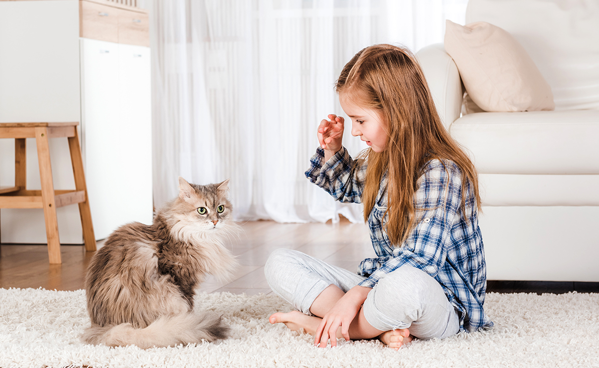 Top 10 des races de chats destinés aux enfants !