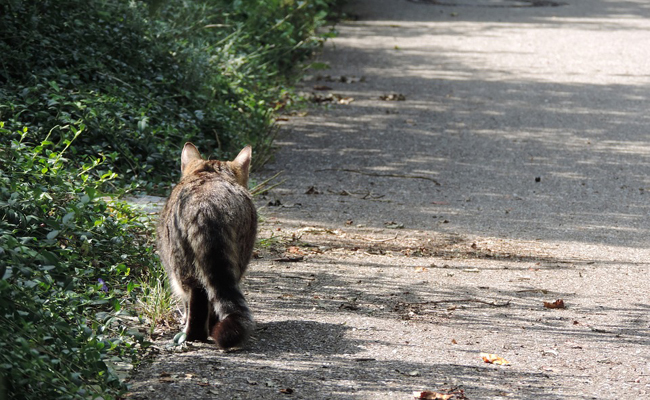 Comment apprivoiser un chat sauvage ou un chat errant ?