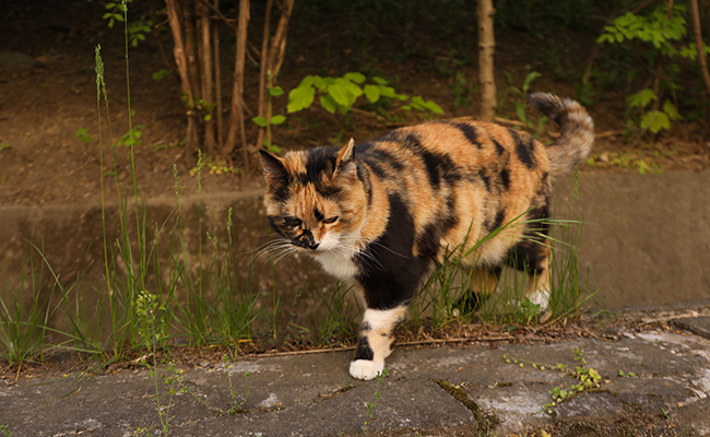 Un chat est-il plus heureux à l'extérieur qu'à l'intérieur ?