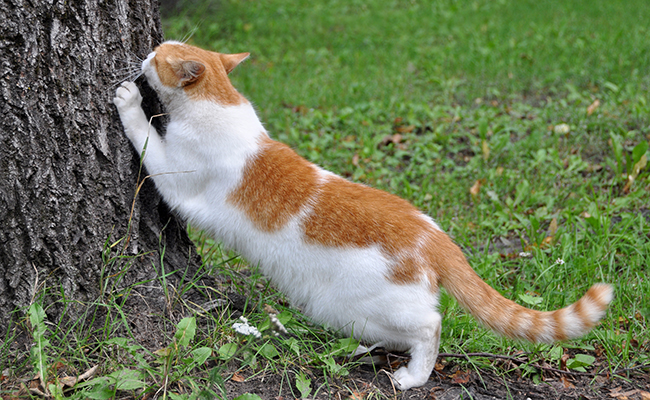 Pourquoi un chat fait ses griffes ? Les griffades du chat