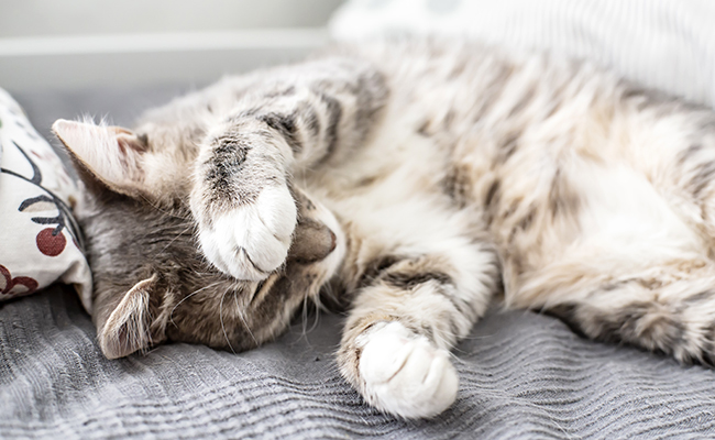 Mon chat est un gros feignant : comment l’encourager à être actif ?