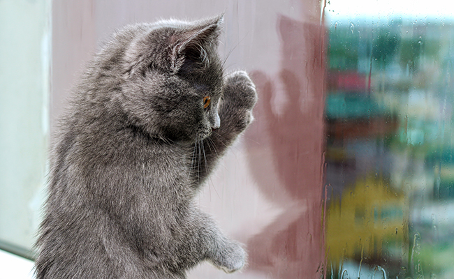 Mon chat fait les carreaux en frottant avec ses pattes avant, pourquoi ?