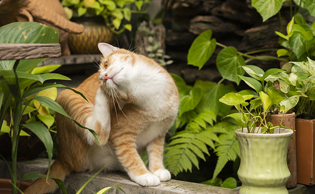 Un chat qui passe sa patte derrière l’oreille annonce la pluie : vrai ou faux ?