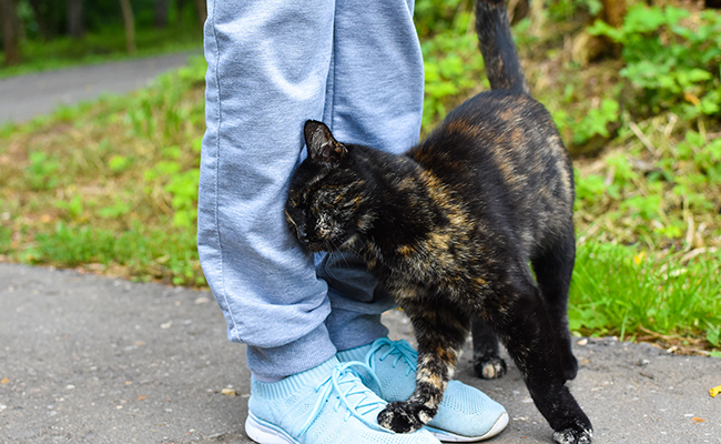 Pourquoi mon chat frotte sa tête contre moi ?