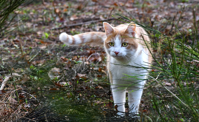 Mon chat fugue : pourquoi et comment régler le problème ?