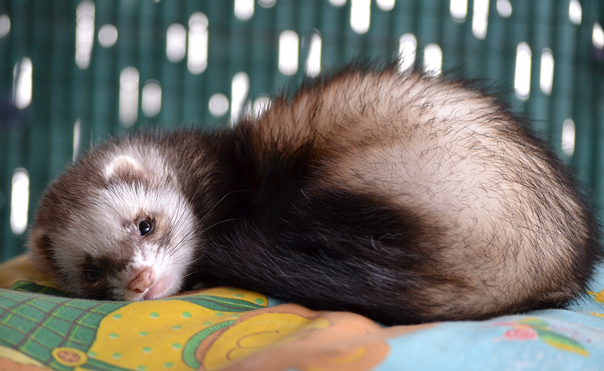 Peut-on faire cohabiter un chat et un furet ?