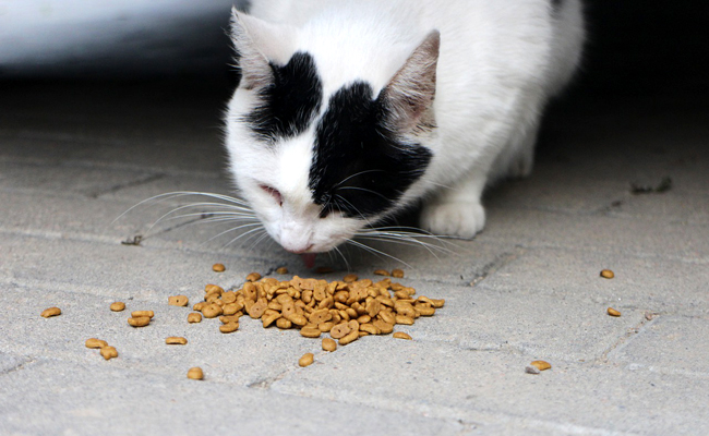 Chat glouton qui mange trop vite : que faire ?