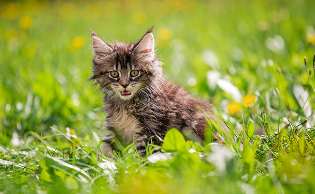 Avoir un chat dans la gorge : que dit cette drôle d’expression ?