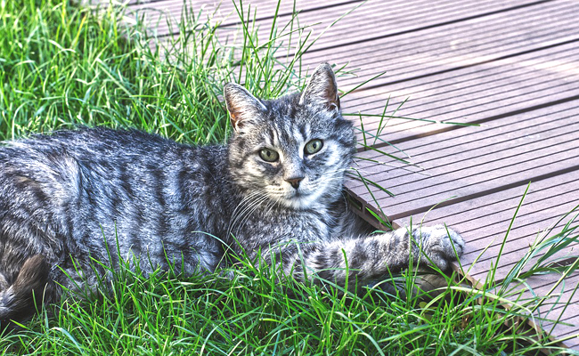 Pourquoi mon chat gratte le sol ?