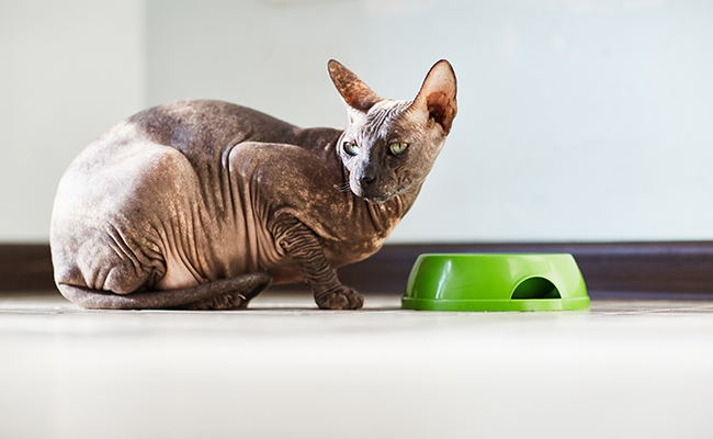 Mon chat gratte autour de sa gamelle : pourquoi ?