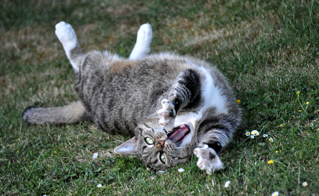 Comment empêcher mon chat de griffer ?