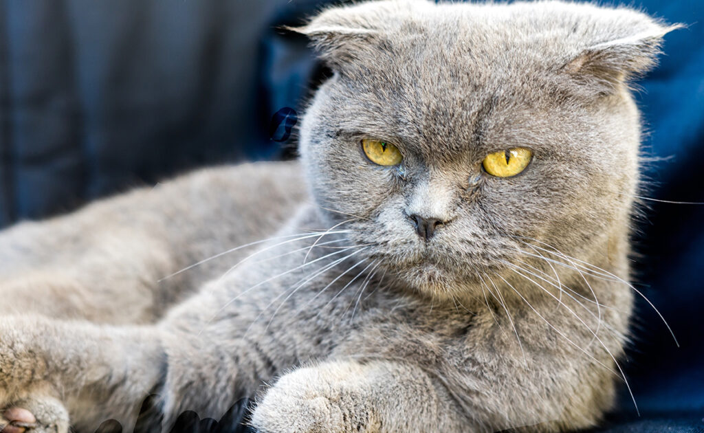 Chat grincheux : mais pourquoi cette attitude ?