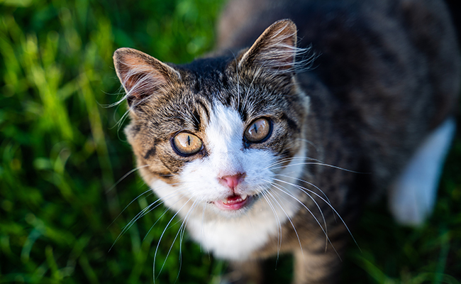 Mon chat halète : pourquoi ? Est-ce grave ?