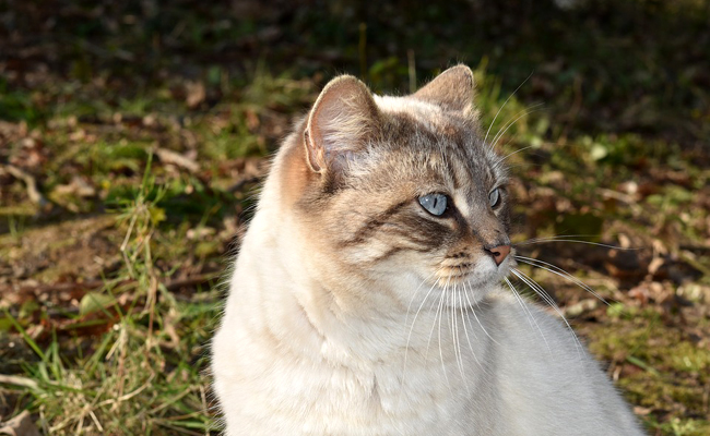 8 signes qui montrent que votre chat est heureux !