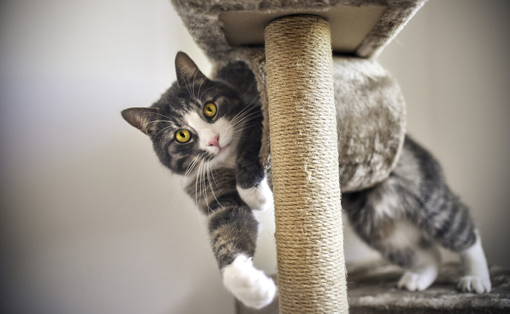 trucs-astuces-rendre-heureux-chat-appartement