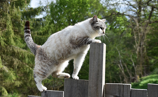 Le chat à travers les grandes périodes de l'Histoire