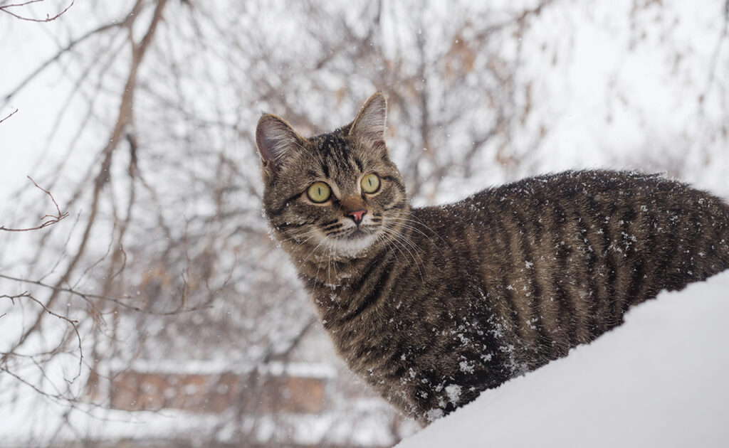 Un chat peut-il dormir dehors en hiver ?