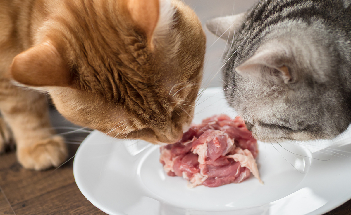 Le chat est un hypercarnivore : qu'est-ce que ça veut dire ?