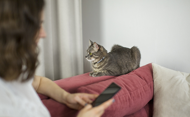 Le chat a-t-il l’instinct de protection envers ses maîtres ?