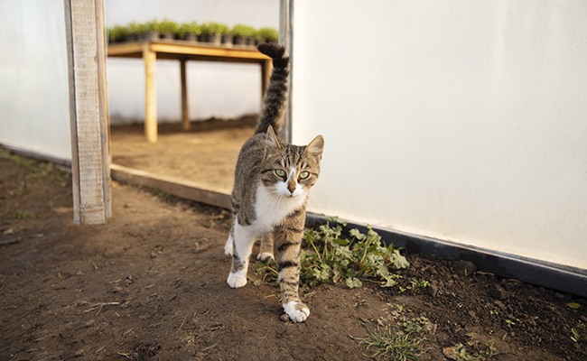 Que faire si un chat s’invite régulièrement dans sa maison ?