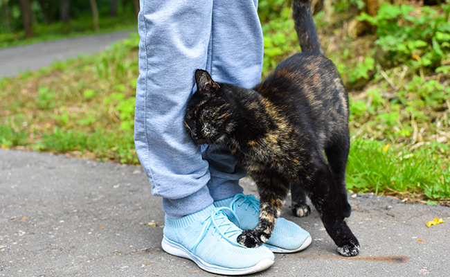 Mon chat traine dans mes jambes : pourquoi ?