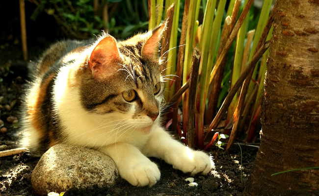 Pourquoi le chat prend la peine d'enfouir ses excréments ?