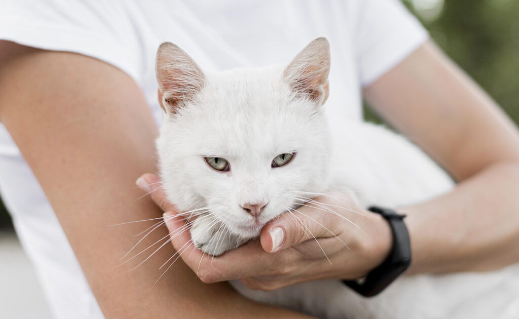 Mon chat a un kyste, est-ce grave ? Faut-il s'inquiéter ?