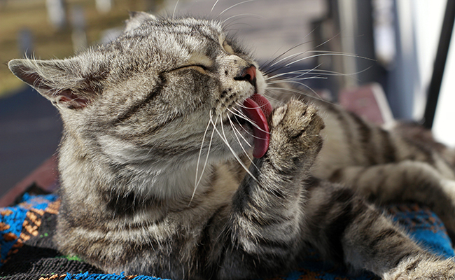 Mon chat passe son temps à se lécher : pourquoi ?