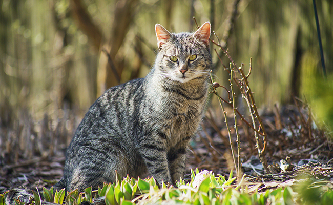 Statut de chat libre : de quoi parle-t-on ?