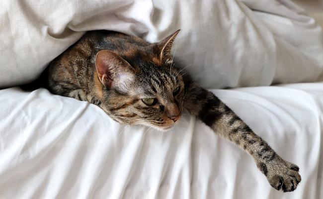 Mon chat m'empêche de dormir : que faire ?