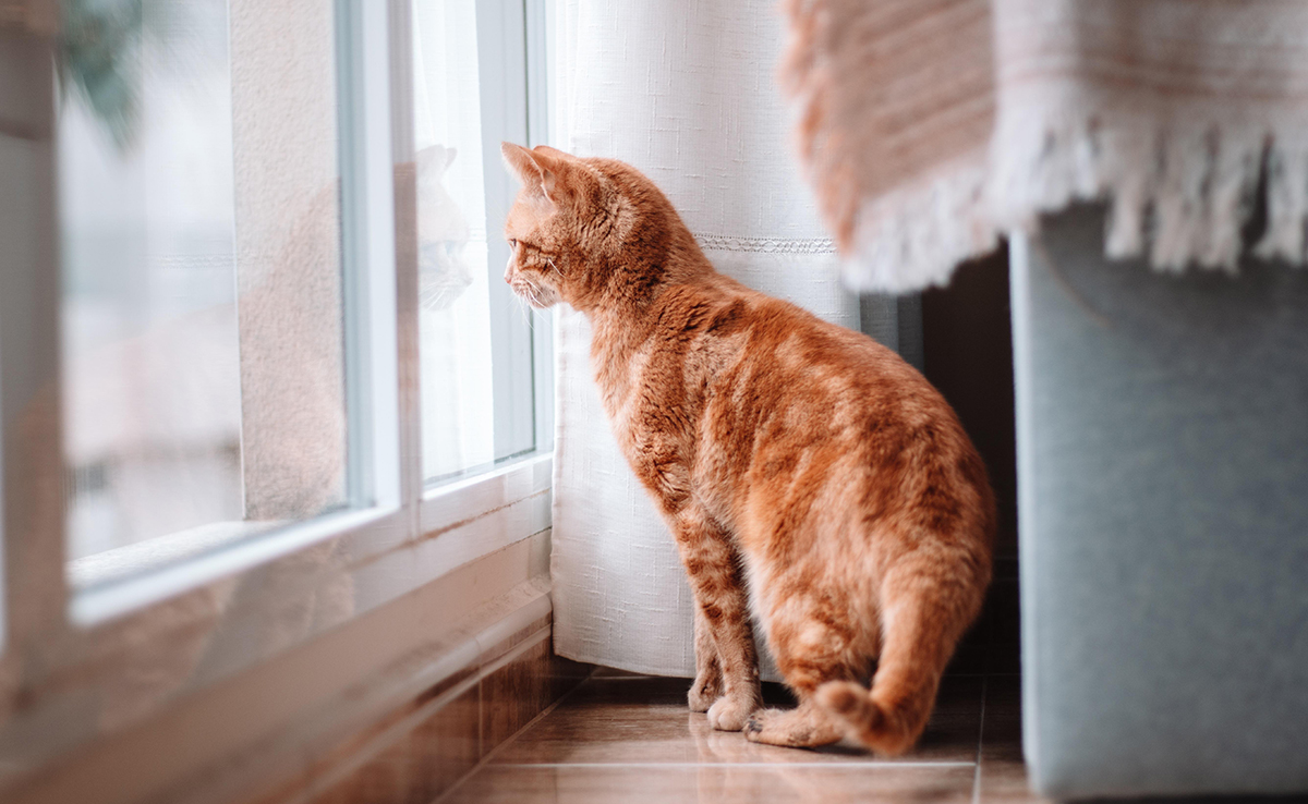 Mon chat maigrit : pourquoi ? Que faire ?