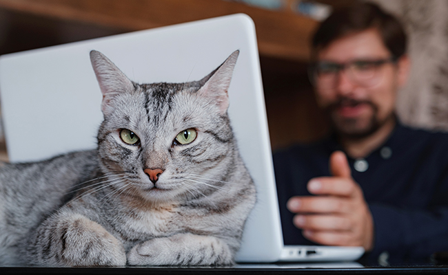 Le chat a-t-il un maître, un propriétaire ou un domestique ?