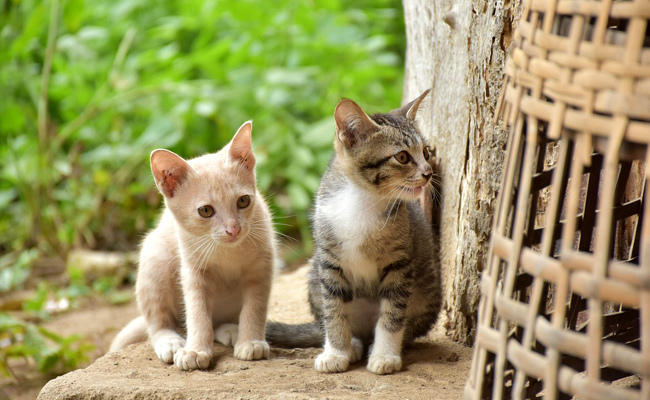 Chat mâle ou femelle : comment choisir ? 3 clés pour vous aider