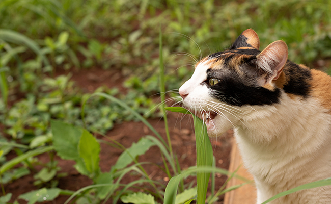 Pourquoi mon chat mange-t-il de l'herbe ? Est-ce pour se purger ?