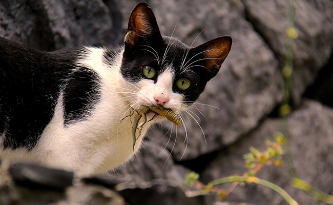 Mon chat mange des lézards : est-ce dangereux ?