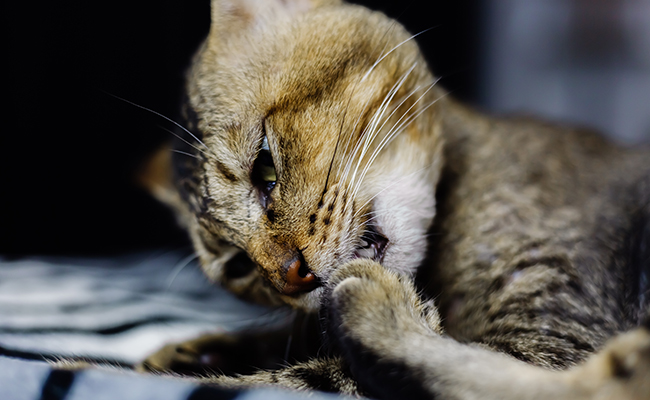 Mon chat mange ses poils : pourquoi ce comportement ?