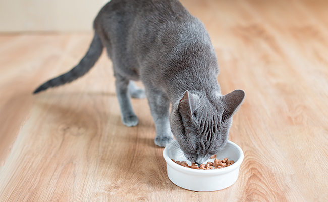 Mon chat mange trop vite : que faire ?