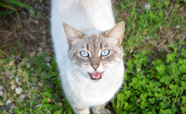 Miaulement intempestif du chat : pourquoi ? Quelle raison ?