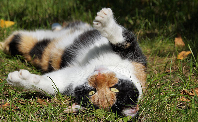 Pourquoi mon chat me montre-t-il son ventre ?