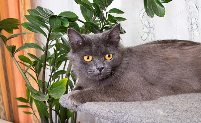 Pourquoi dit-on que le chat est un animal mystérieux ?